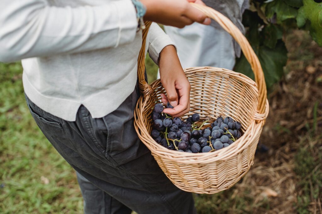 Anonymous ethnic woman carrying basket with grapes